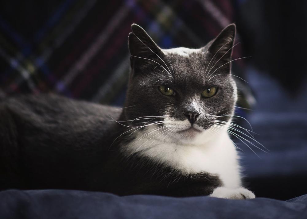Green Eyed Grey Cat Photo Green Eyed Grey Cat Photo