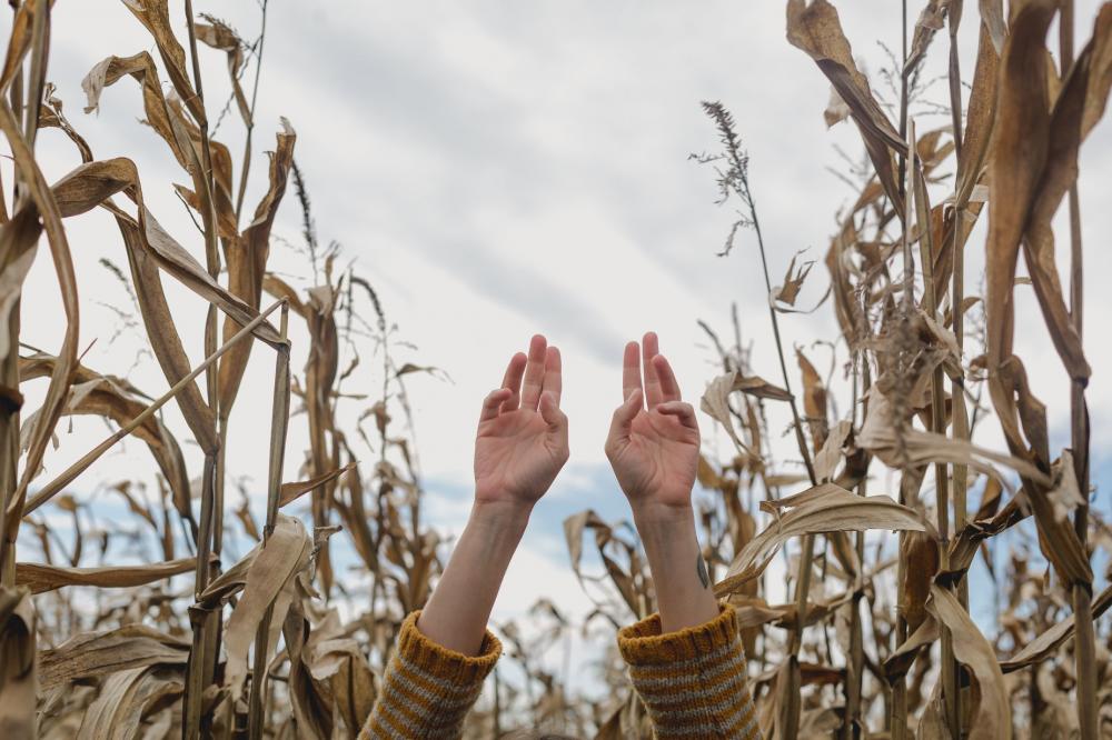 Hands Reaching Up In Cornfield Photo Hands Reaching Up In Cornfield Photo