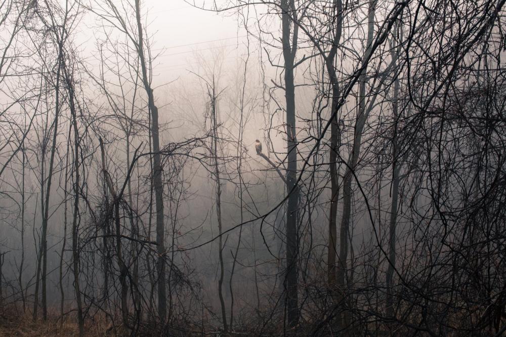 Hawk In Foggy Woods Photo Hawk In Foggy Woods Photo