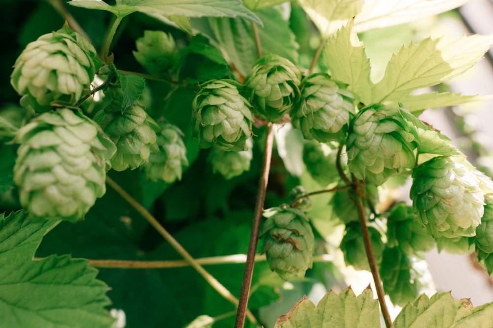 Hops Plant On Vine Photo Hops Plant On Vine Photo