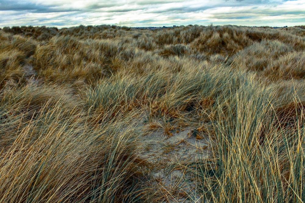 Ireland Grasslands Photo Ireland Grasslands Photo