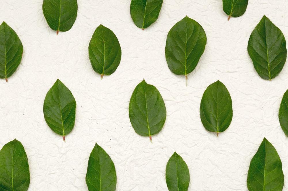 Leaf Background Texture Photo Leaf Background Texture Photo