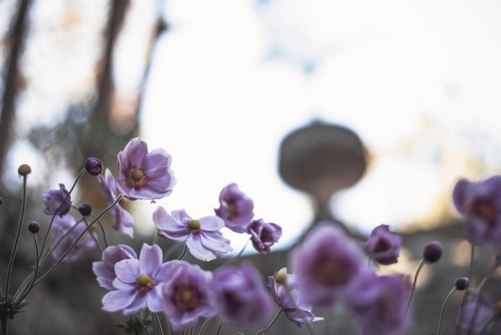 Light Creeps Behind Blossoming Flowers Photo Light Creeps Behind Blossoming Flowers Photo