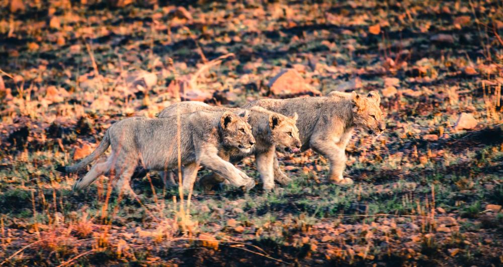 Lion Cubs Exploring For Food Photo Lion Cubs Exploring For Food Photo