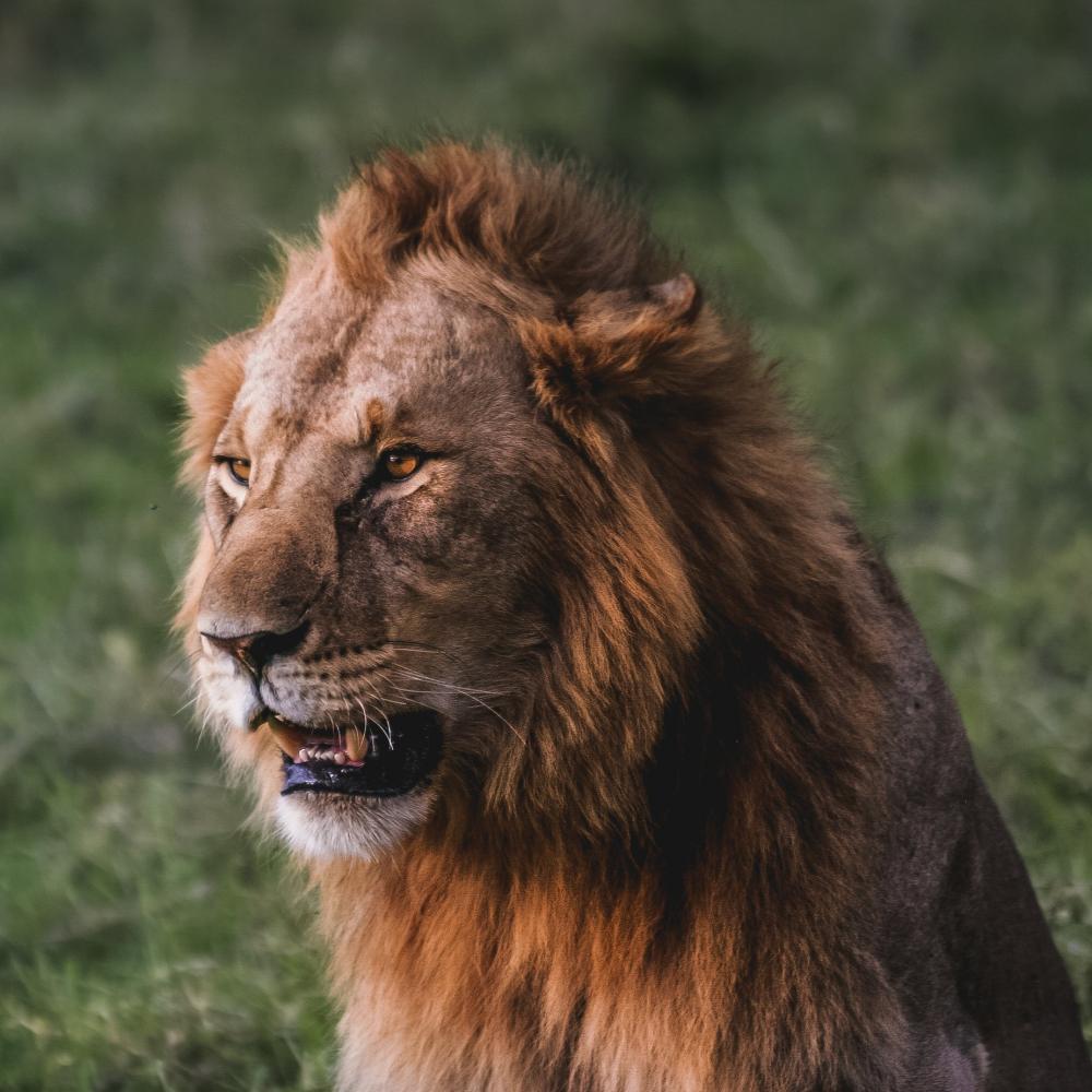 Majestic Lions Staring Contest Photo Majestic Lions Staring Contest Photo