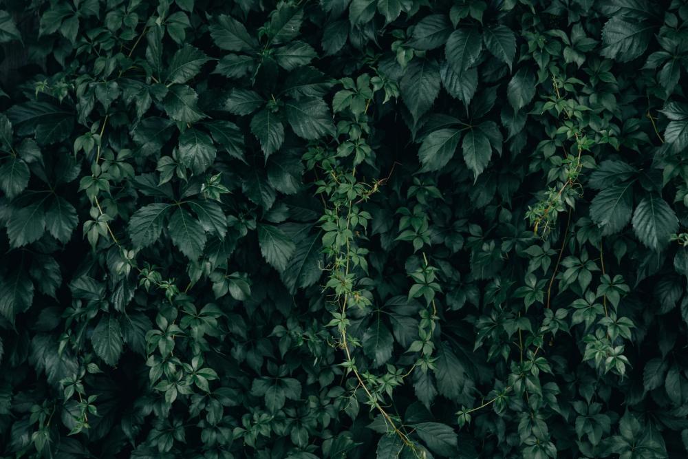 Moody Green Vine Wall Texture Photo Moody Green Vine Wall Texture Photo