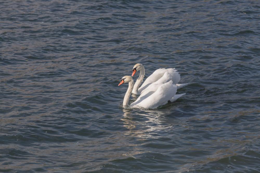 Pair Of Swans Photo Pair Of Swans Photo