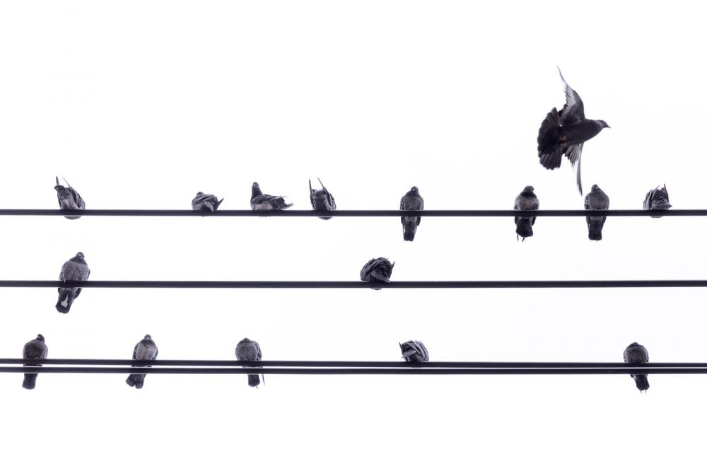 Pigeon Flies And Leaves Others On Power Line Photo Pigeon Flies And Leaves Others On Power Line Photo