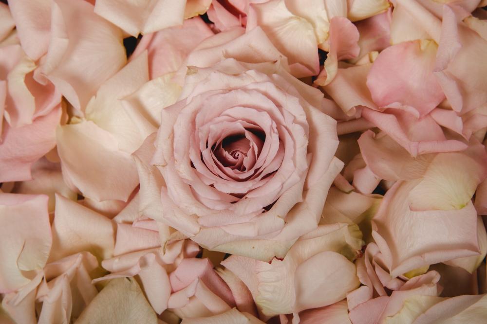 Pink Rose and Petals Photo Pink Rose and Petals Photo