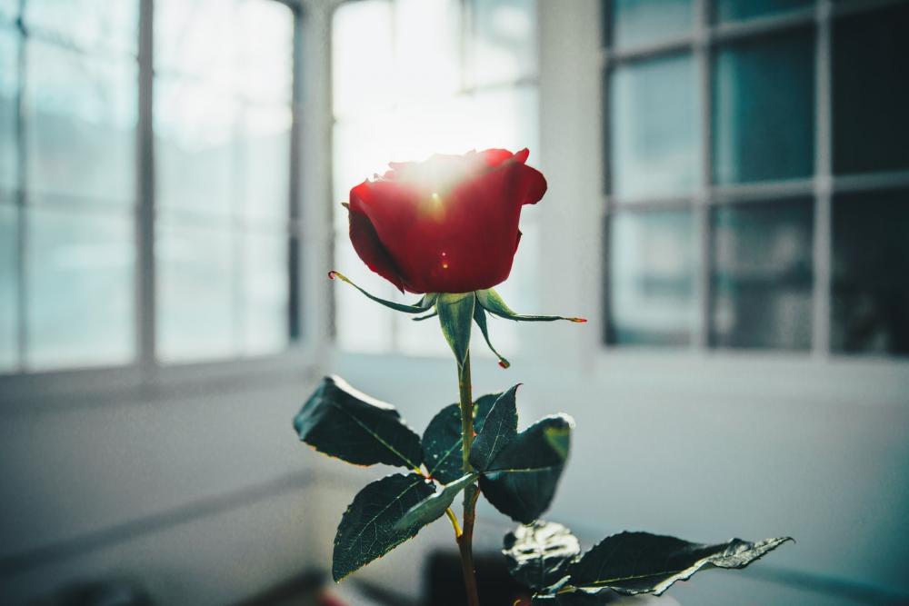 Red Rose In Window Light Photo Red Rose In Window Light Photo