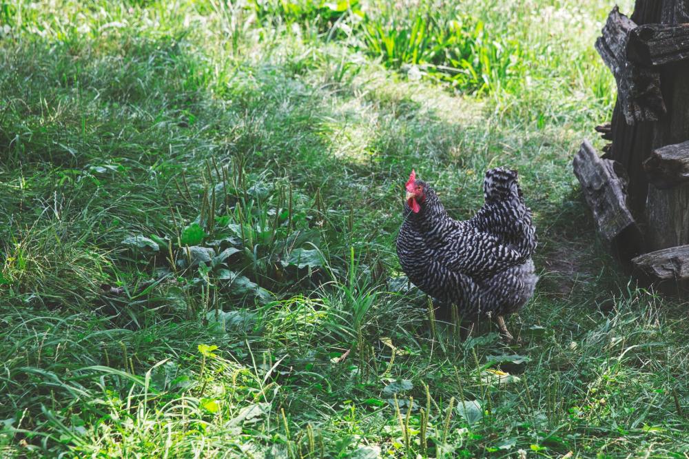 Spotted Hen In Grass Photo Spotted Hen In Grass Photo