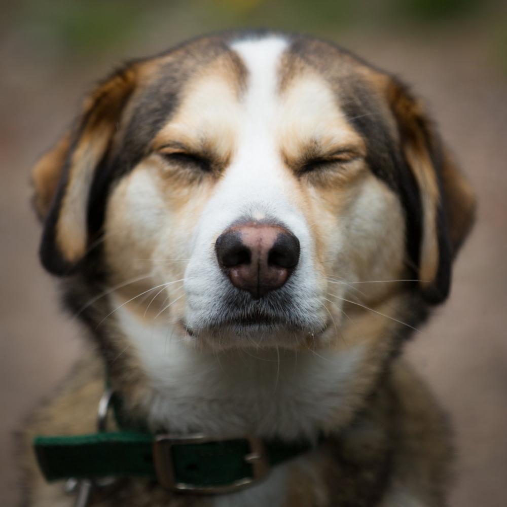 Squinting Dog Photo Squinting Dog Photo