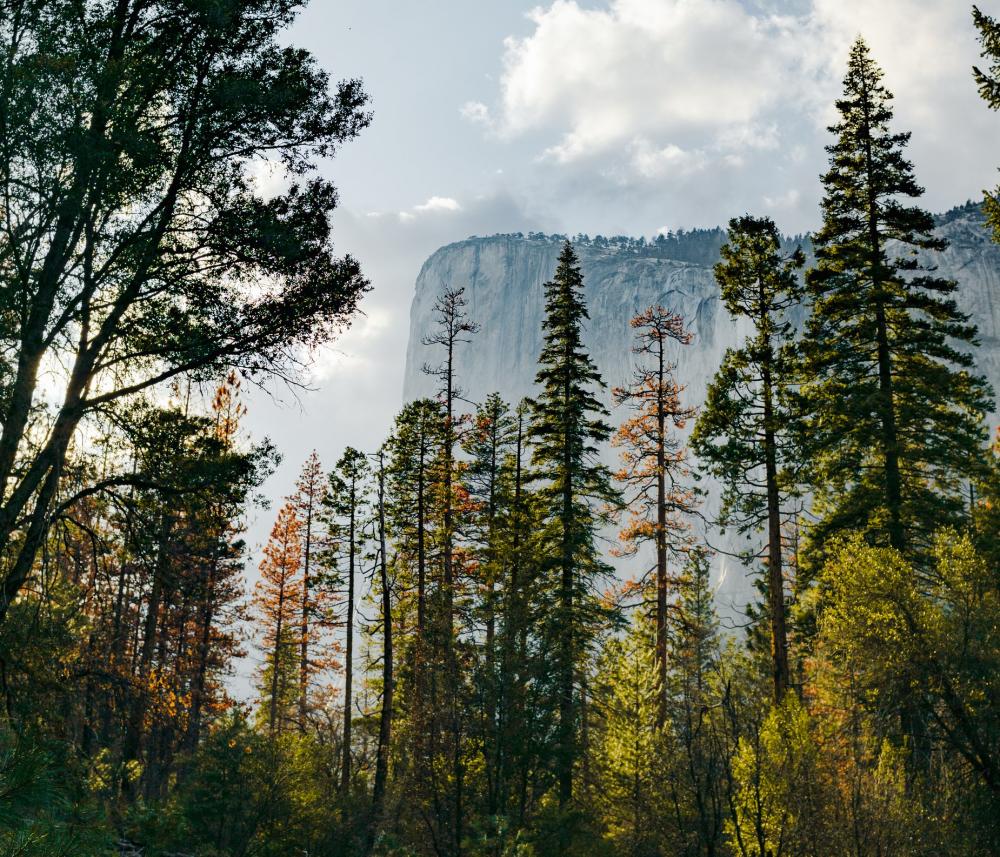 Tall Trees Taller Cliff Photo Tall Trees Taller Cliff Photo