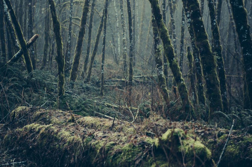 The Lonely Woods Photo The Lonely Woods Photo
