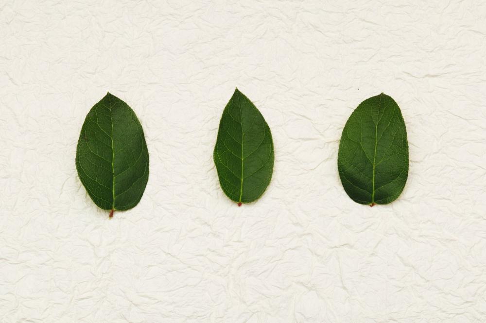 Three Green Leaves Photo Three Green Leaves Photo
