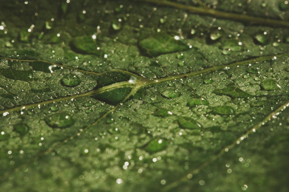 Wet Green Leaf Texture Photo Wet Green Leaf Texture Photo