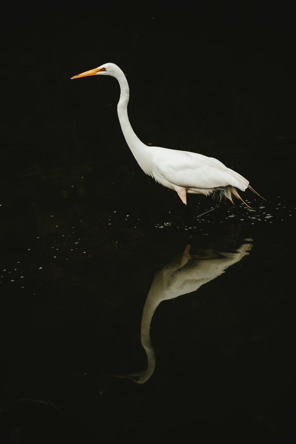 White Crane Water Reflection Photo White Crane Water Reflection Photo
