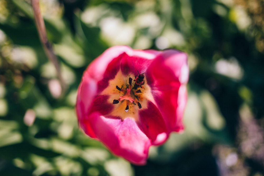 A bee inside a tulip A bee inside a tulip