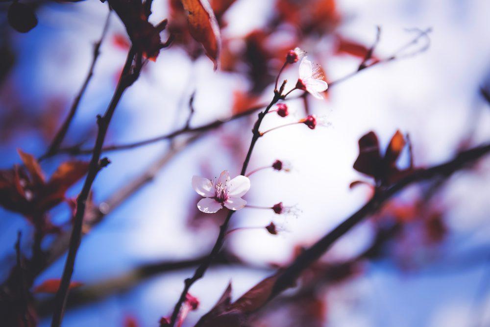 Blooming tree Blooming tree