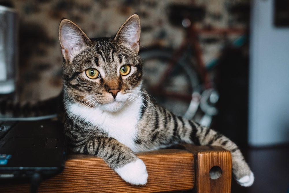 Cat sitting on a desk Cat sitting on a desk