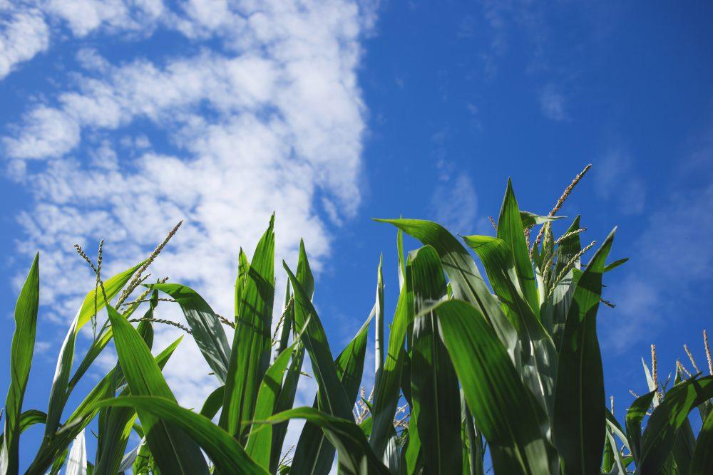 Cornfield 2 Cornfield 2