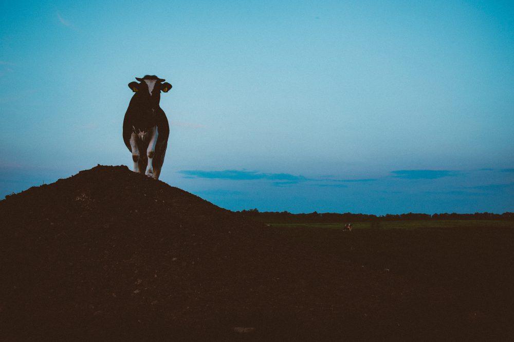 Cow on a gravel hill 2 Cow on a gravel hill 2