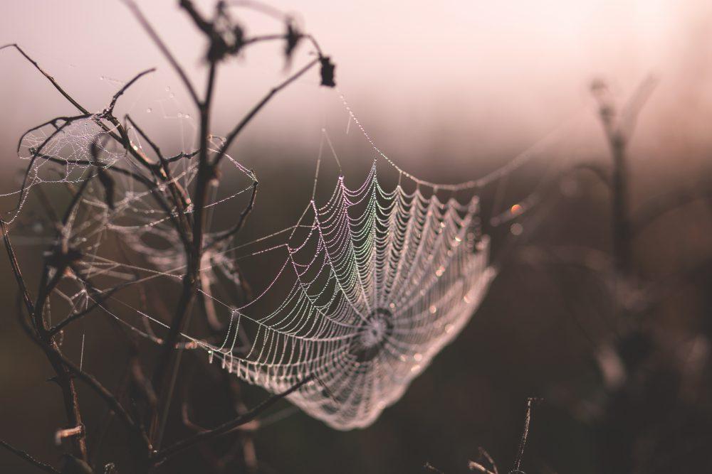 Dew on a spider’s web Dew on a spider’s web