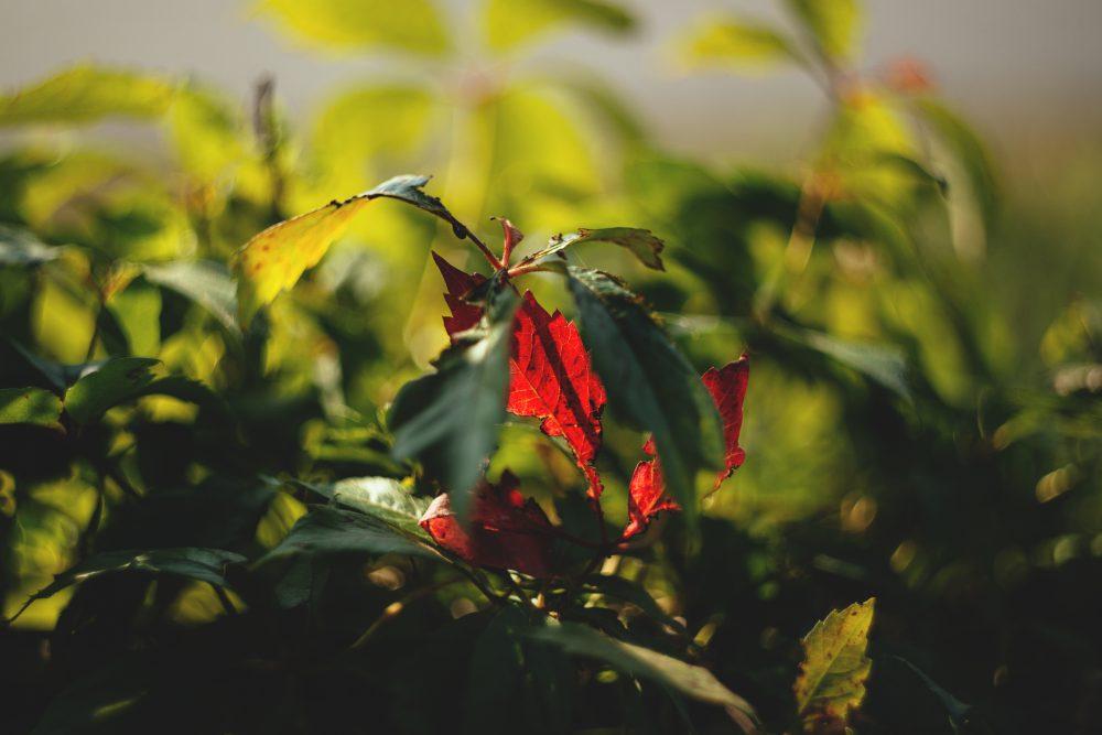 First red leaf First red leaf