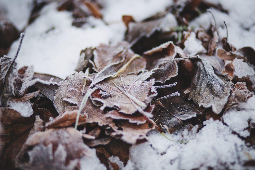 Frozen leaves Frozen leaves