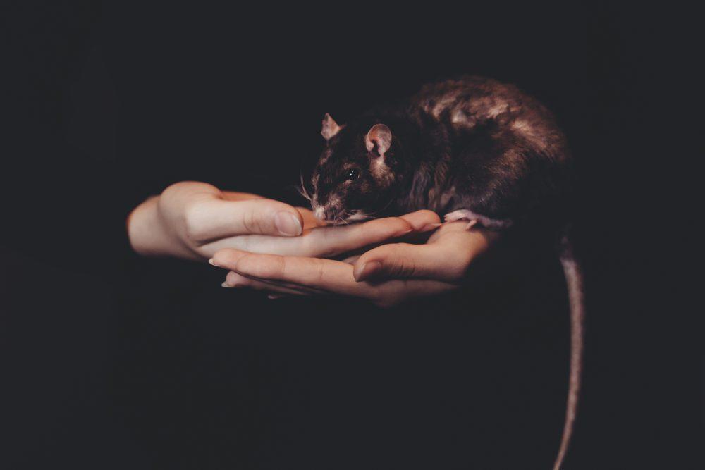 Girl holding a rat Girl holding a rat