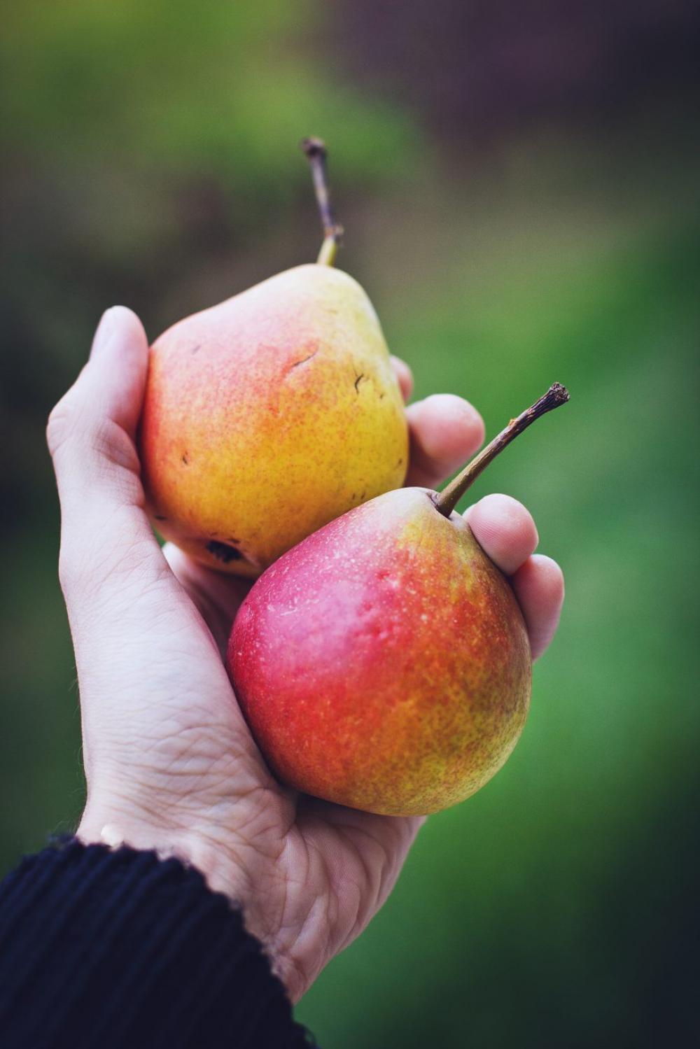 Hand holding pears Hand holding pears