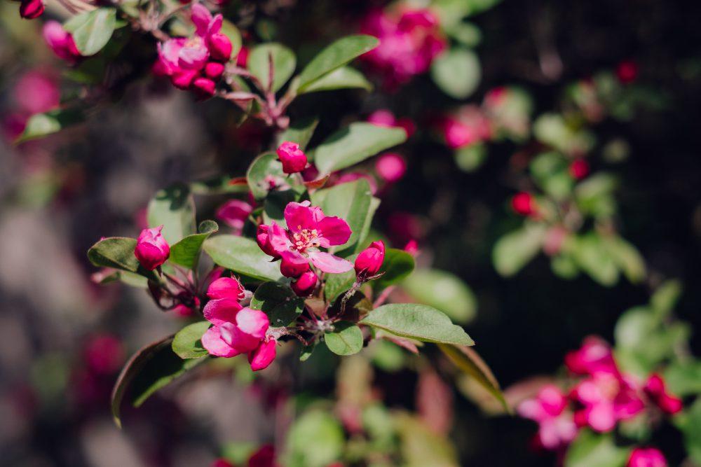 Pink tree blossom 2 Pink tree blossom 2