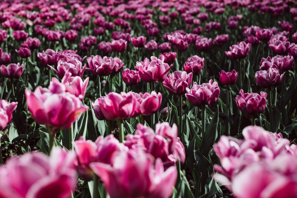 Pink tulips Pink tulips