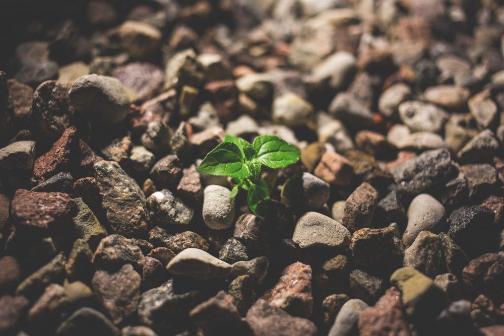 Plant growing between the rocks Plant growing between the rocks
