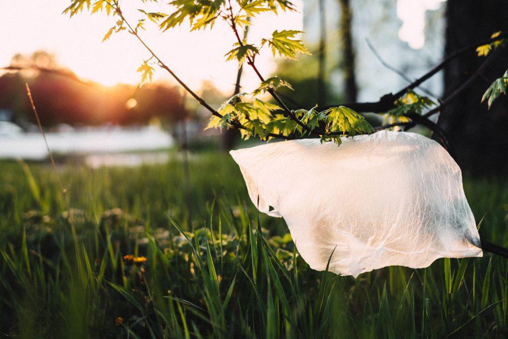Plastic bag stuck on a tree Plastic bag stuck on a tree