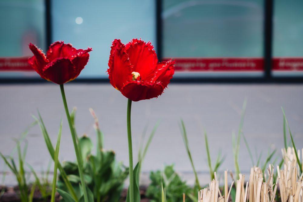 Red tulips 2 Red tulips 2