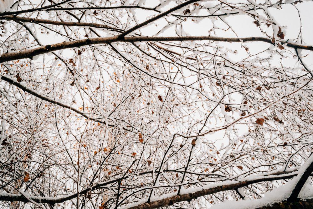 Snow on tree branches Snow on tree branches