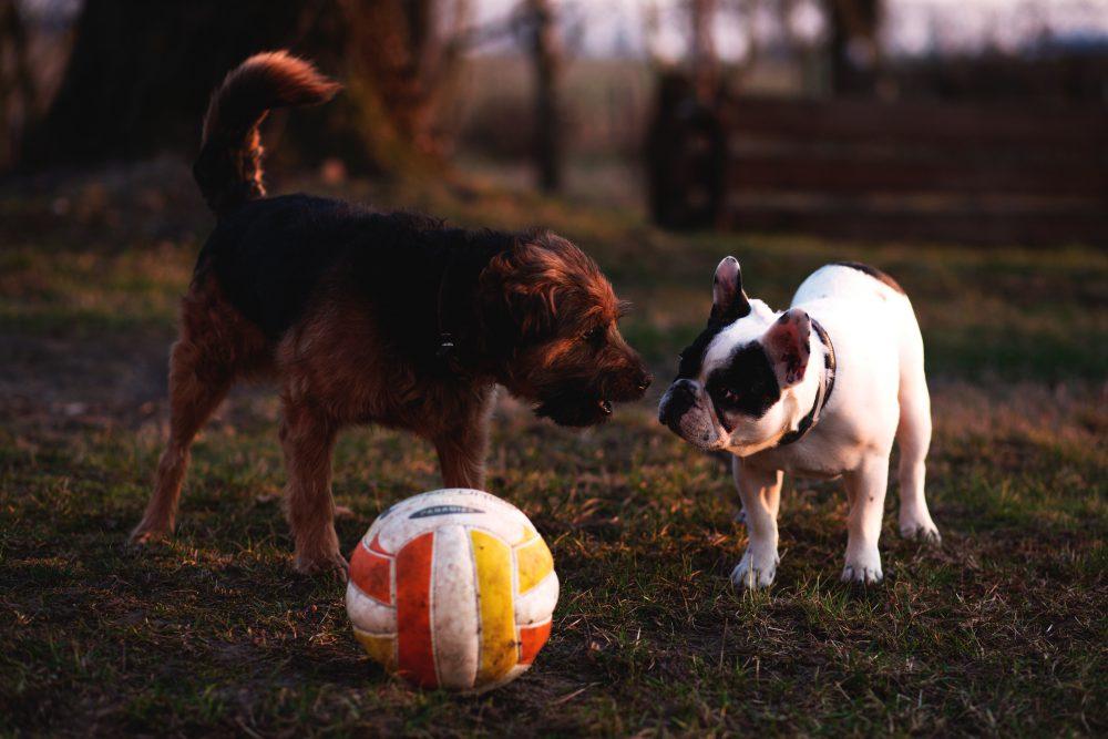 Two dogs with a ball Two dogs with a ball