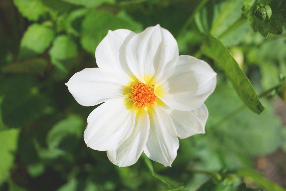 White flower White flower