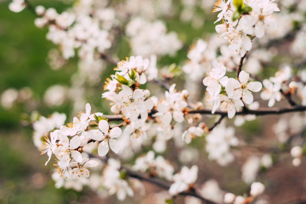 White tree blossom 2 White tree blossom 2