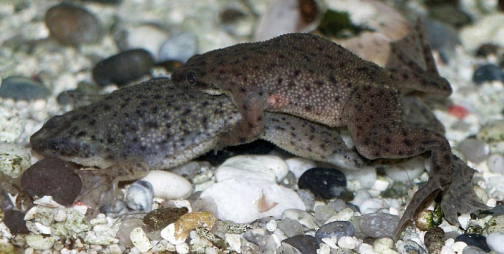 African dwarf frog mating free photo African dwarf frog mating free photo