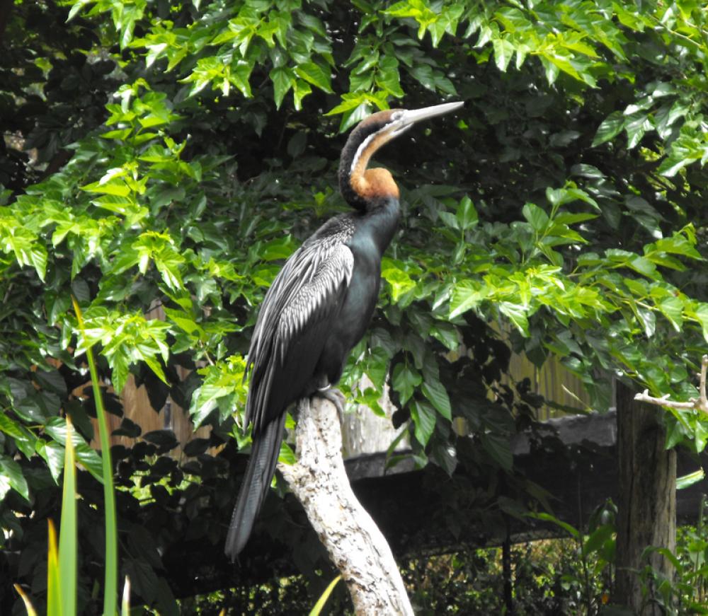 Anhinga -- Anhinga rufa free photo Anhinga -- Anhinga rufa free photo
