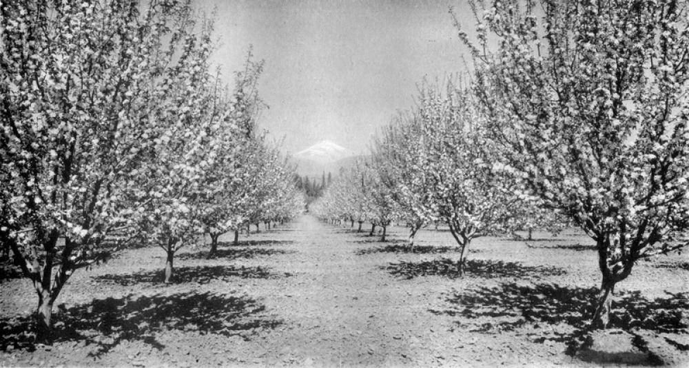 Apple Orchard Blossom with Mount Hood in Oregon free photo Apple Orchard Blossom with Mount Hood in Oregon free photo