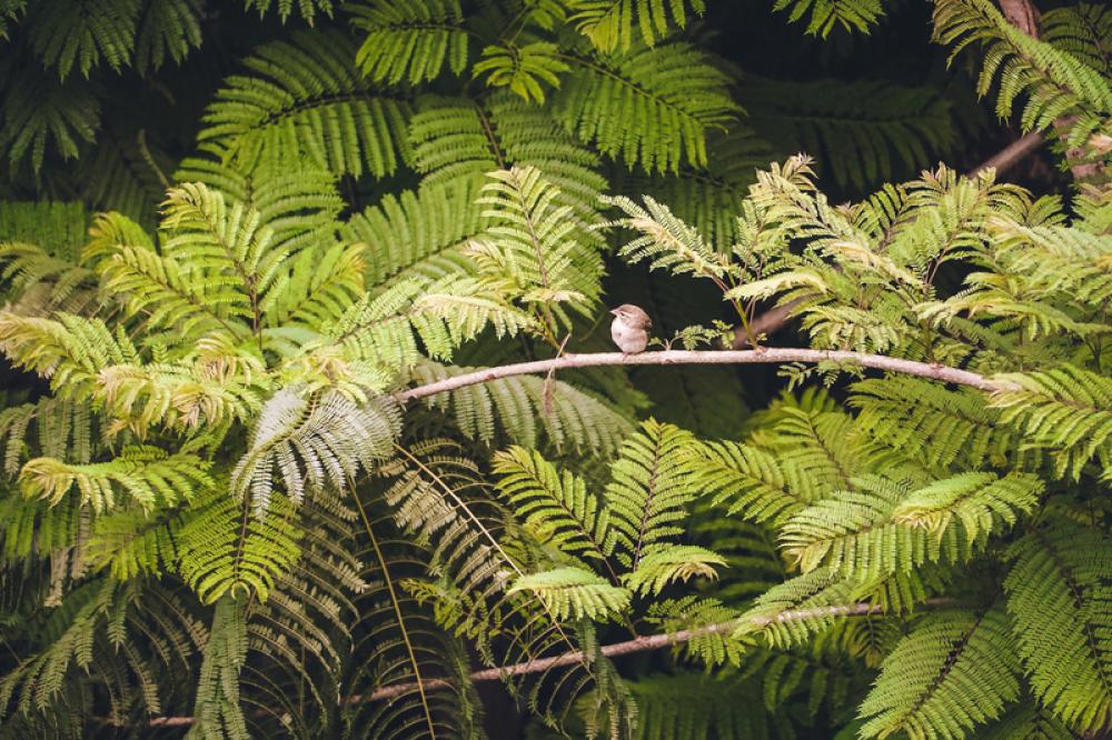 Bird Wildlife with leaves in Madagascar free photo Bird Wildlife with leaves in Madagascar free photo