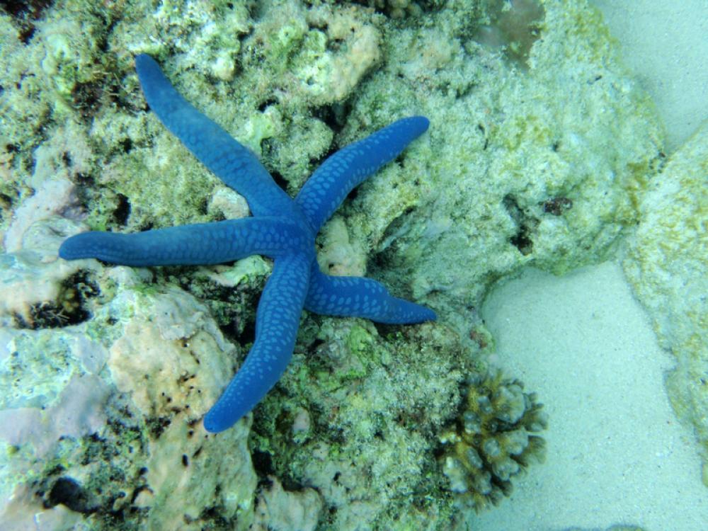 Blue Starfish in the Ocean free photo Blue Starfish in the Ocean free photo