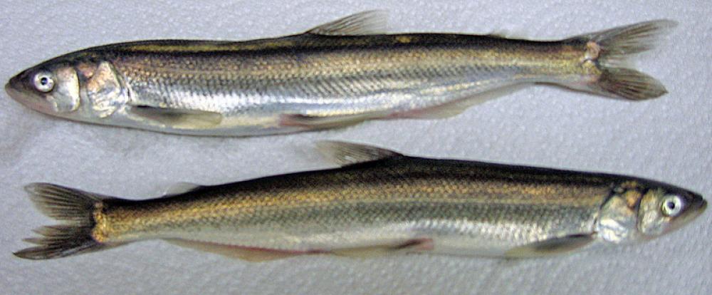 Eulachon - Thaleichthys pacificus free photo Eulachon - Thaleichthys pacificus free photo