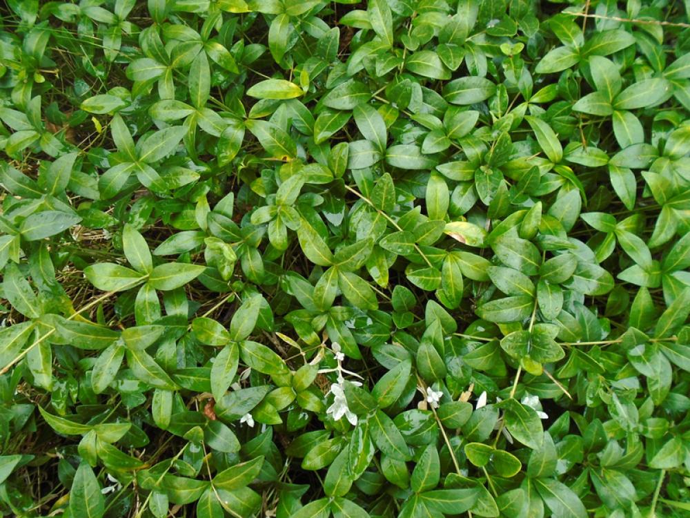 Green leaves background after a rain free photo Green leaves background after a rain free photo