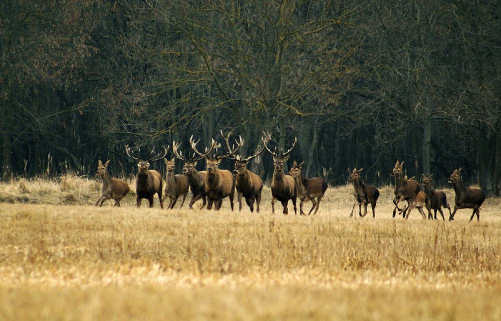 Large herd of Deer free photo Large herd of Deer free photo