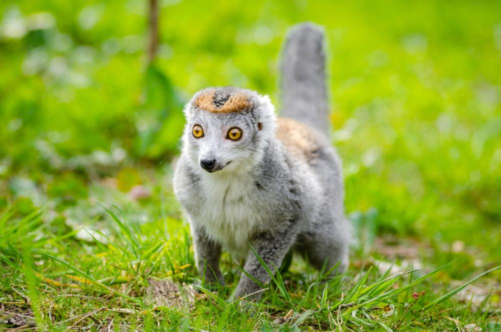 Lemur walking on the ground free photo Lemur walking on the ground free photo