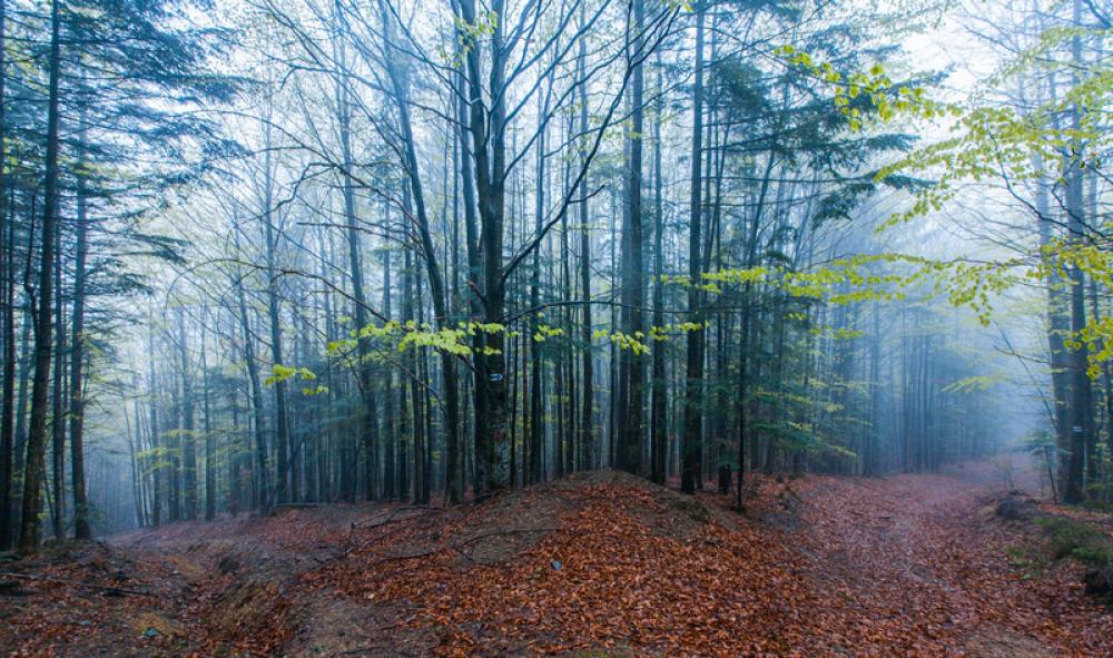 Misty woods and trails in Ukraine free photo Misty woods and trails in Ukraine free photo